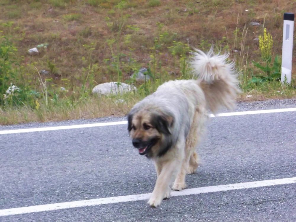 Un chien de berger