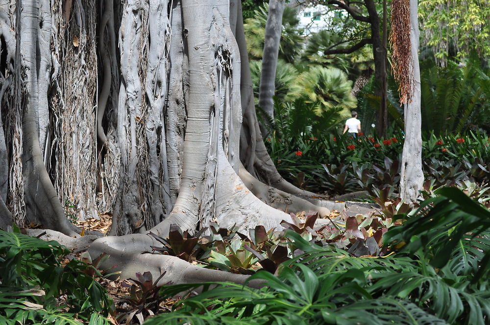 Ficus macrophylla