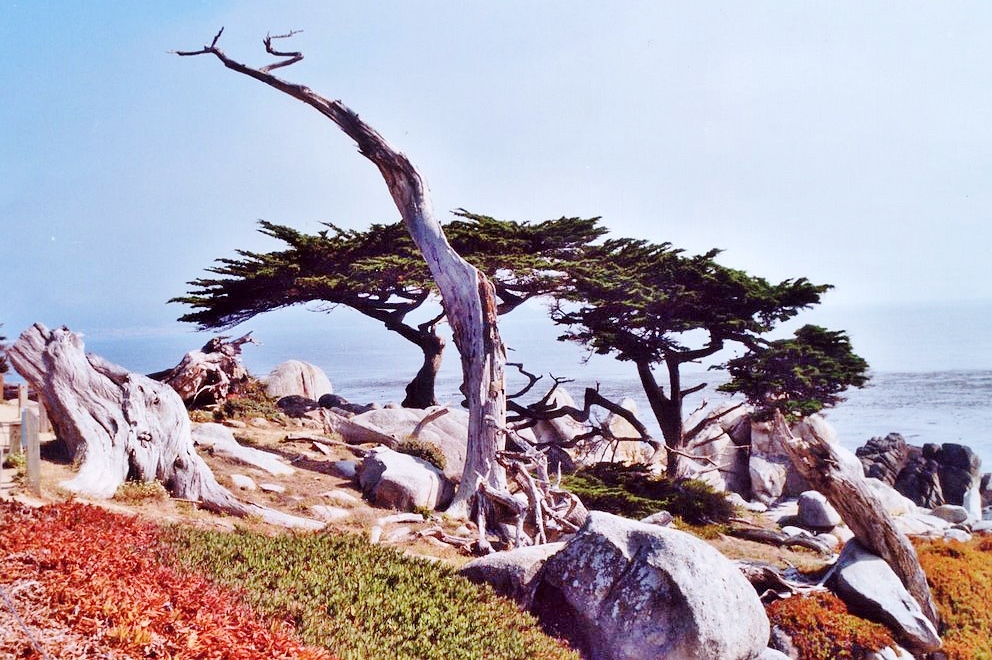 Monterey Monterey