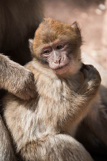 Bébé macaque de Barbarie
