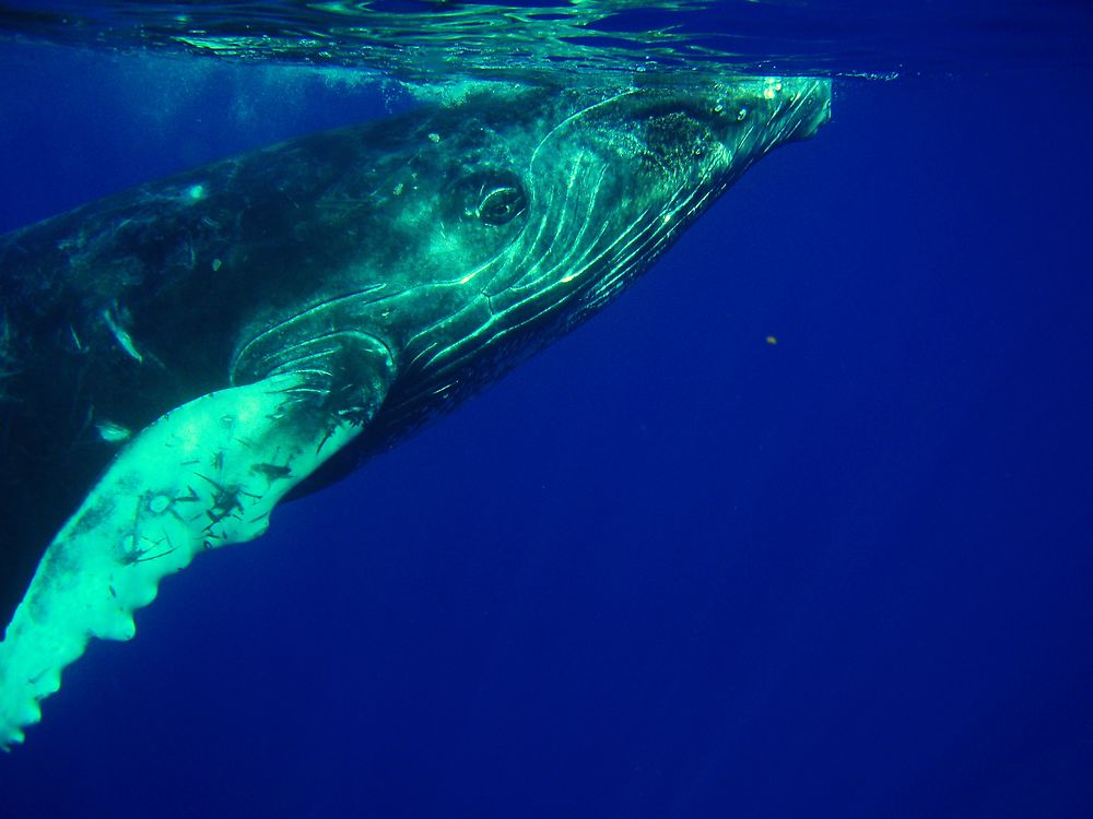 Bébé baleine à bosse