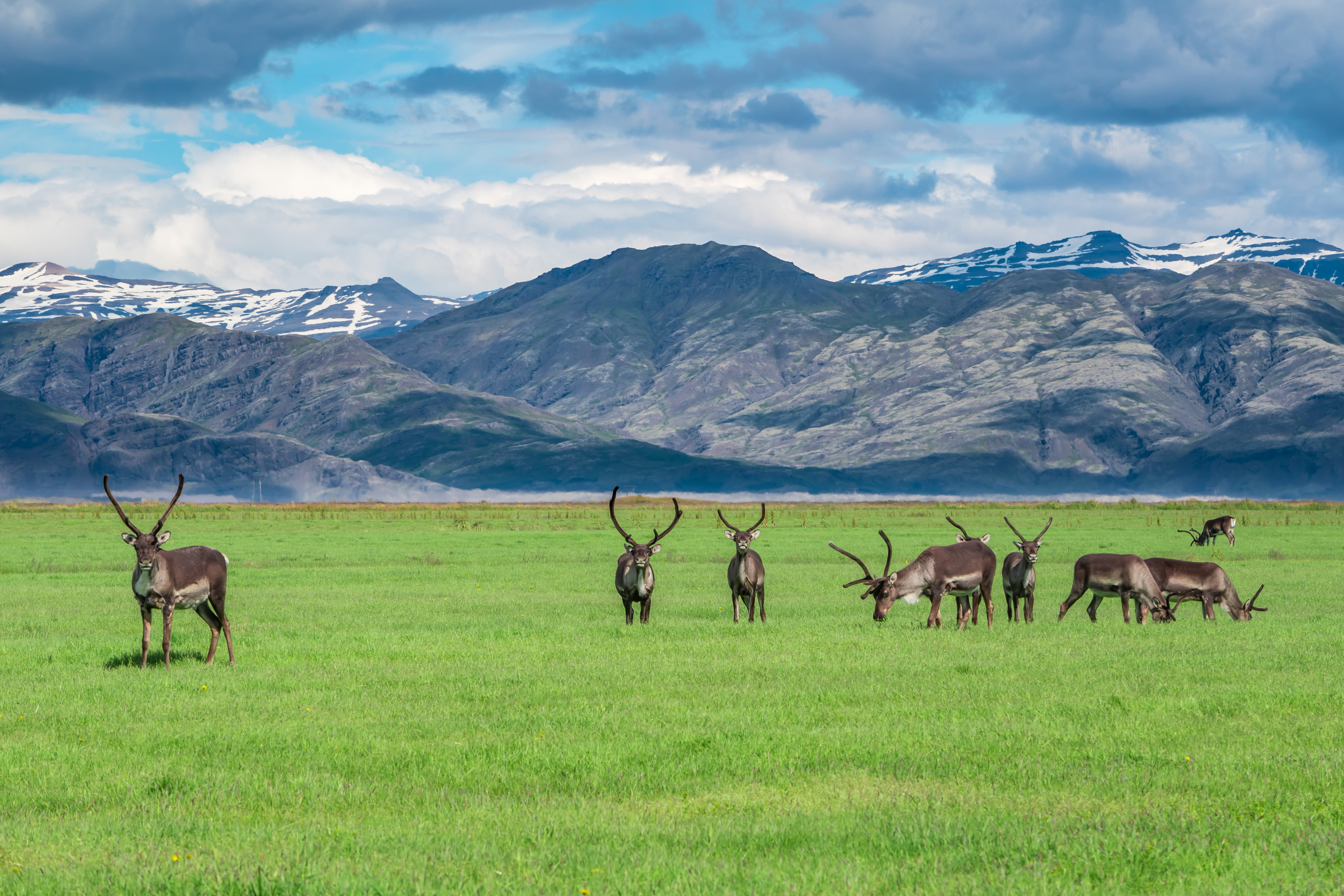 Troupeau de rennes à Vatnajökull, Islande Troupeau de rennes à Vatnajökull, Islande