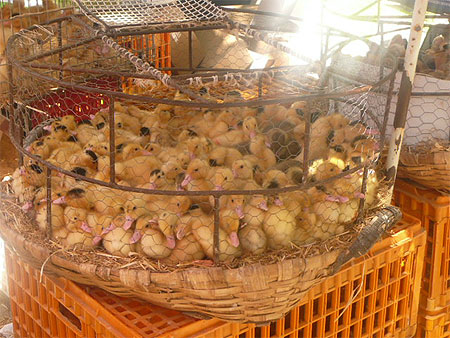 Animaux du marché Animaux du marché