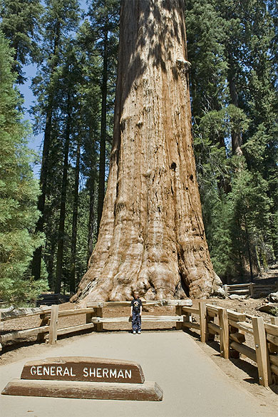 General Sherman General Sherman