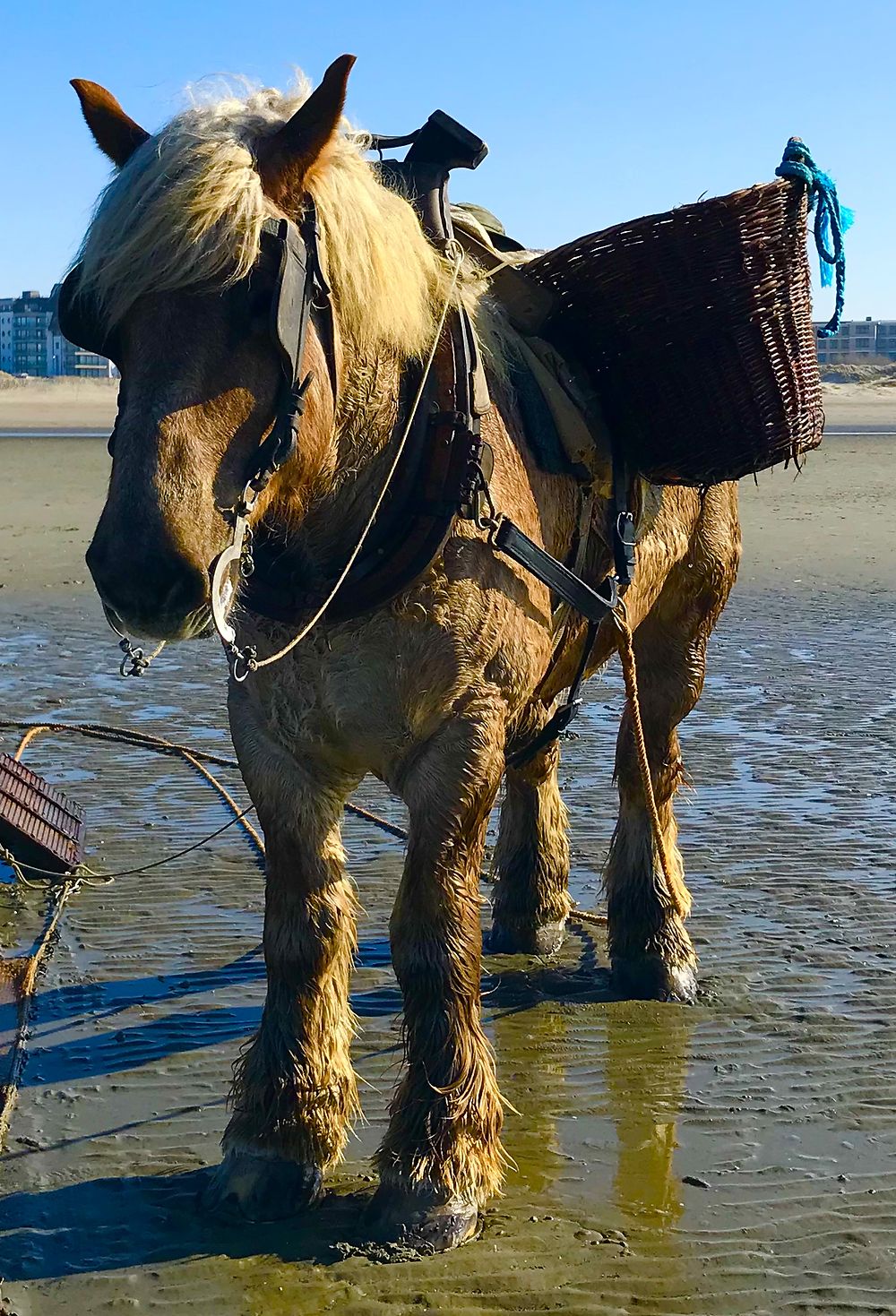 Le cheval pêcheur de crevettes