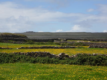 Paysage d'Inis Mór