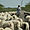 Berger et son troupeau au Rajasthan