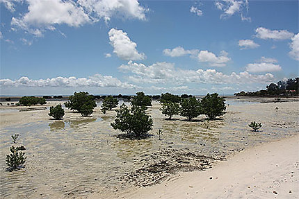 Mangrove à marée basse à Ilha do Ibo