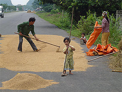 Séchage du riz dans la rue