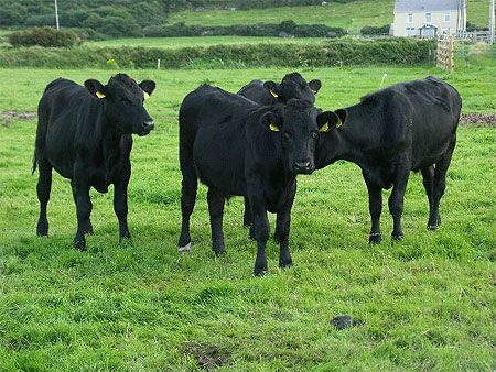 Vaches du Kerry
