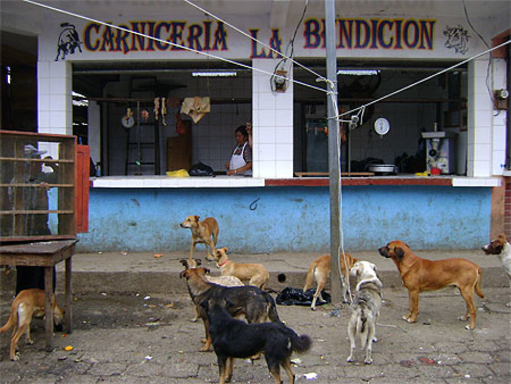 La boucherie et les chiens