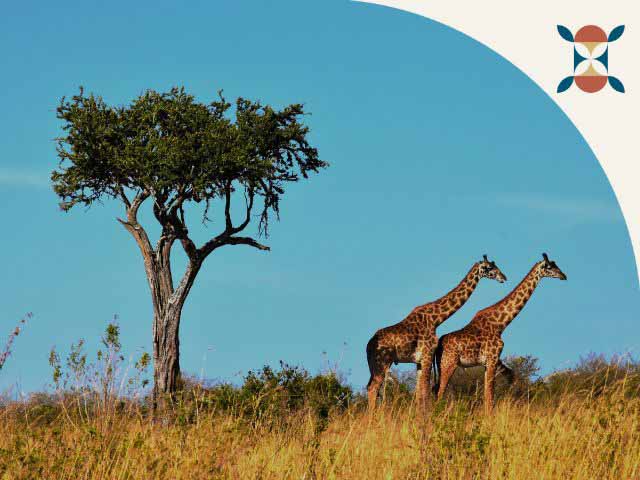 15 jours de r&ecirc;ve en Tanzanie
