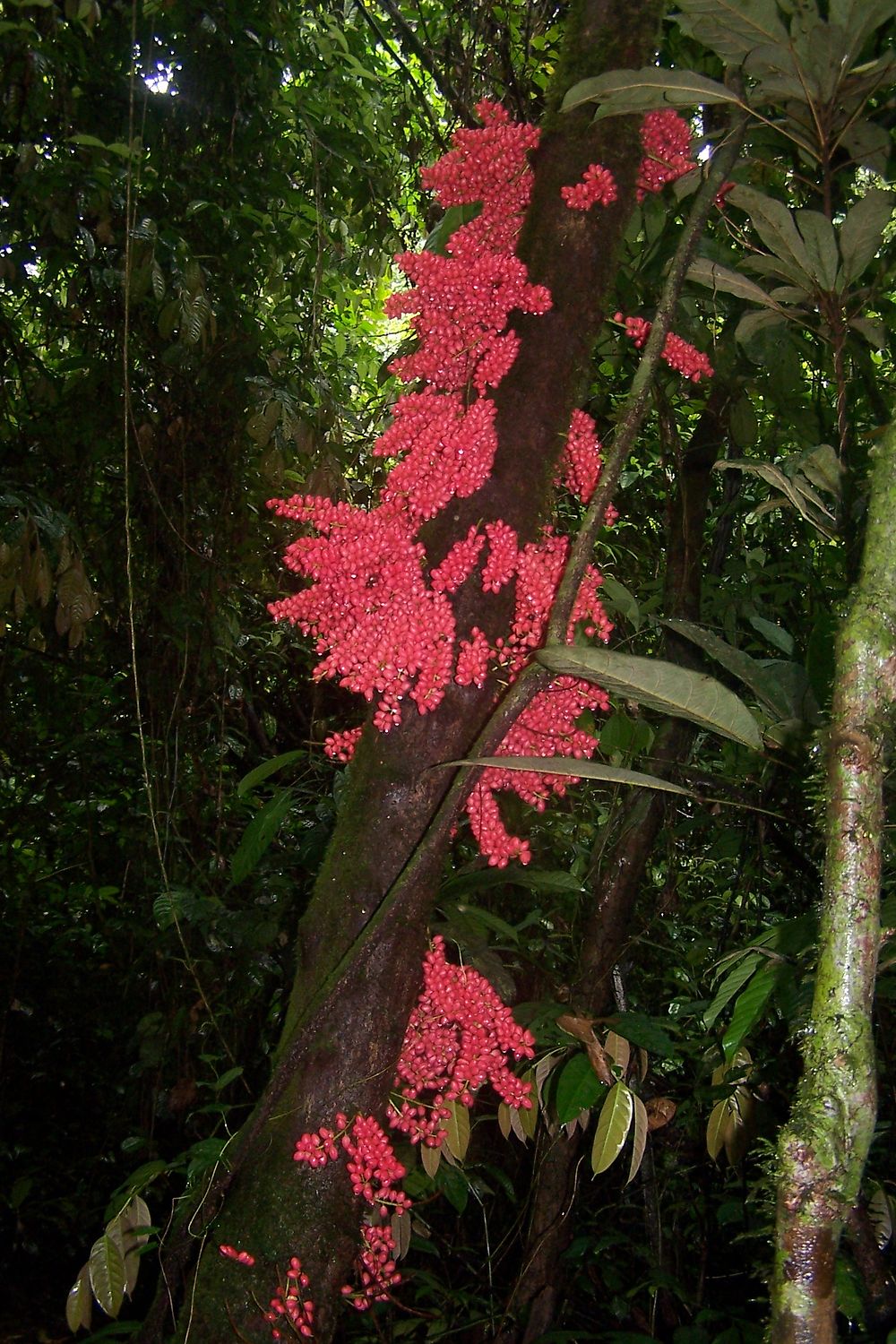 Fruits rouge dans le parc de Korup au Cameroun