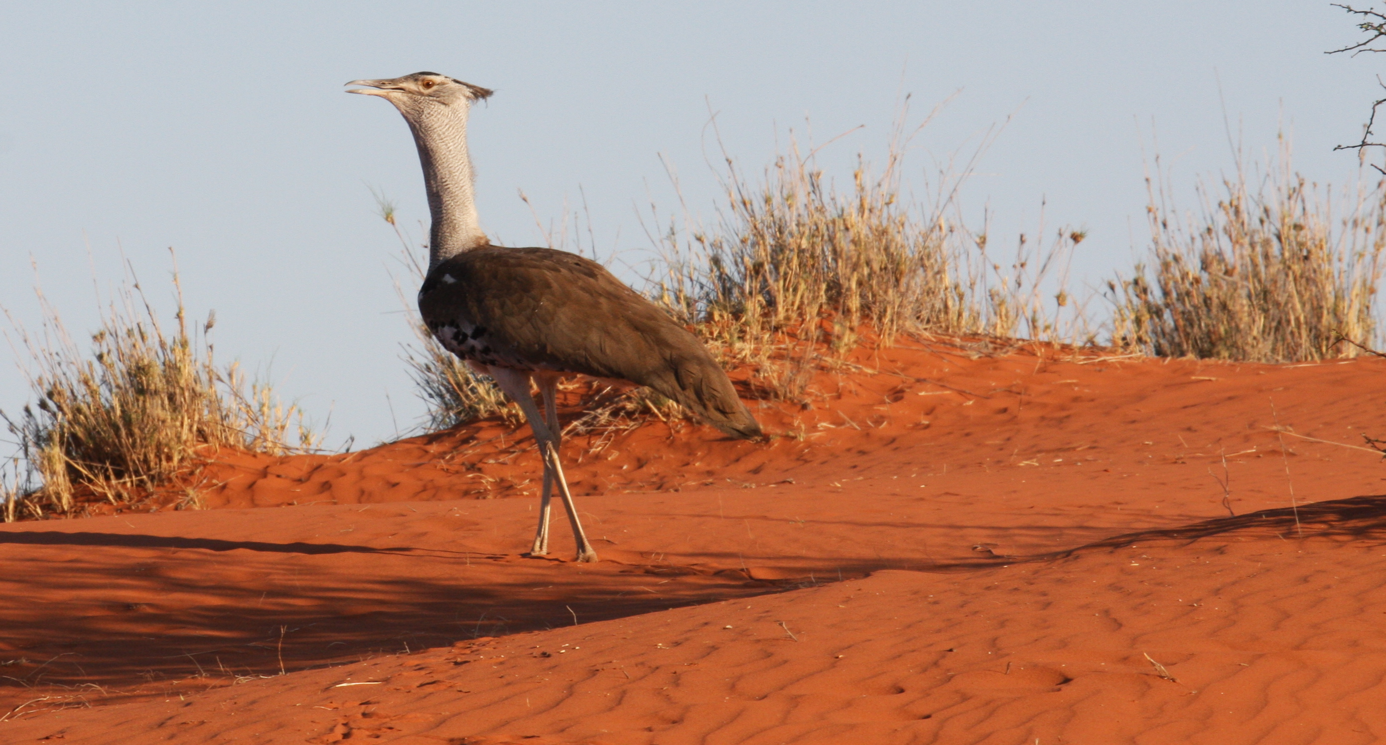 Outarde du Kalahari Outarde du Kalahari