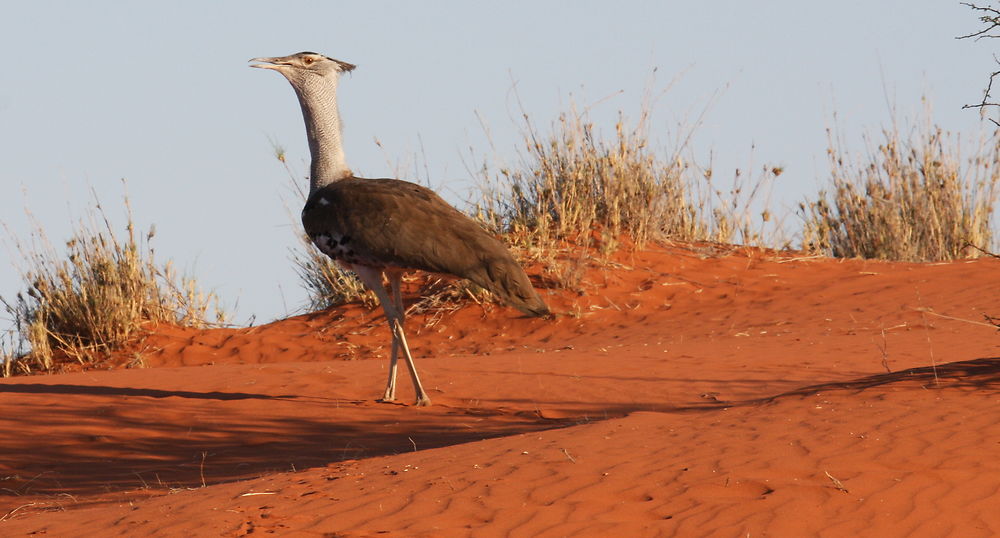 Outarde du Kalahari