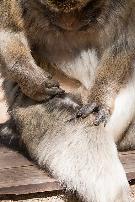 Mains du macaque de Barbarie