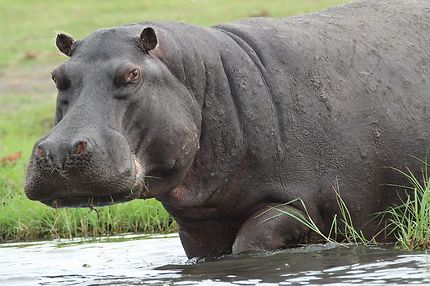 l'hippopotame dans toute sa splendeur