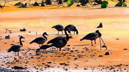 Oiseaux au Mamukala Wetlands