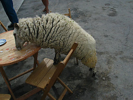 Le mouton péruvien.....