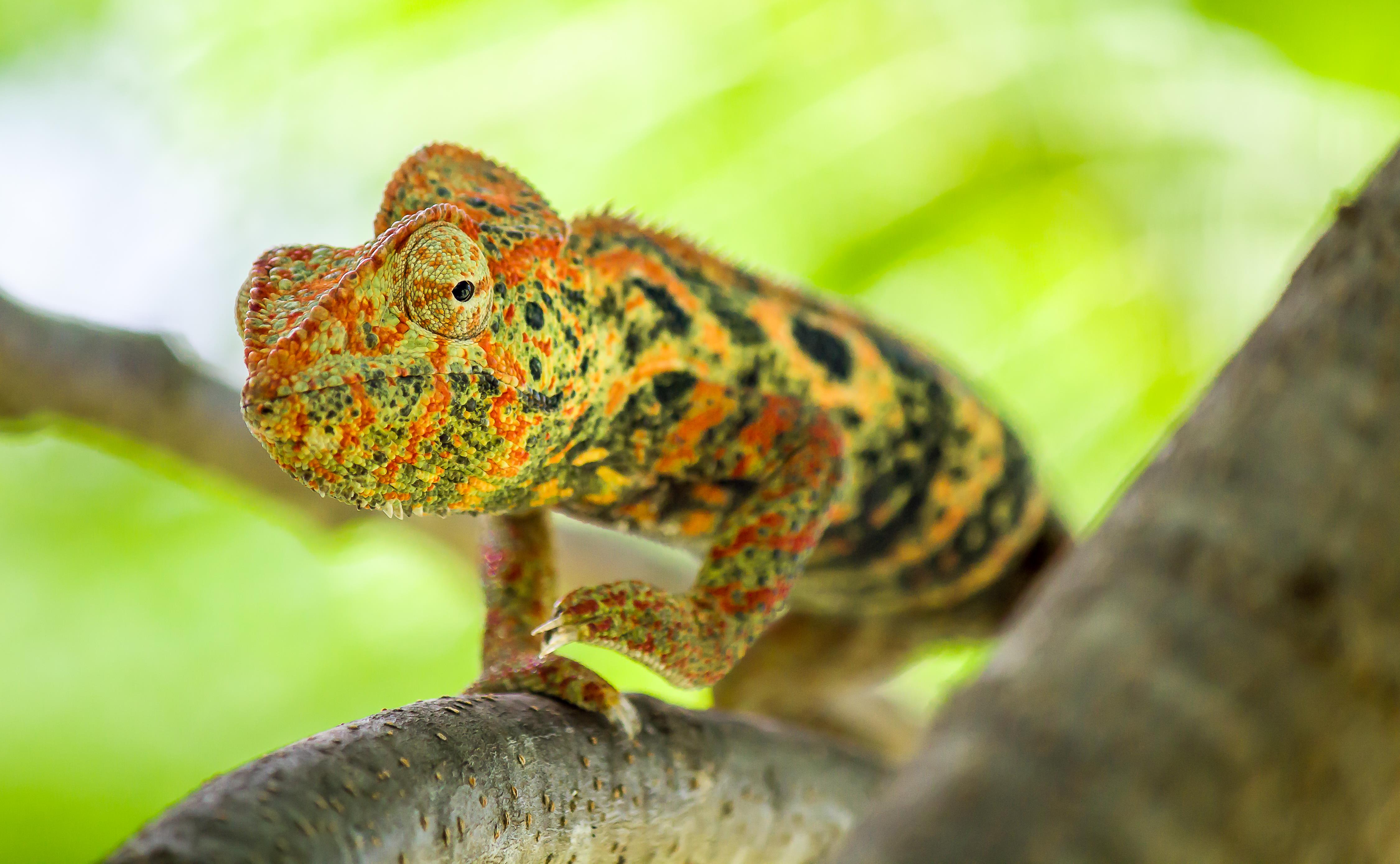 Le caméléon Reptiles Animaux Caméléons Animaux Animaux — free download