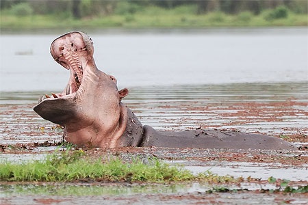 Hippopotame à Bala Hippopotame à Bala