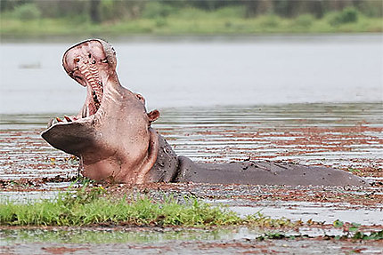 Hippopotame à Bala