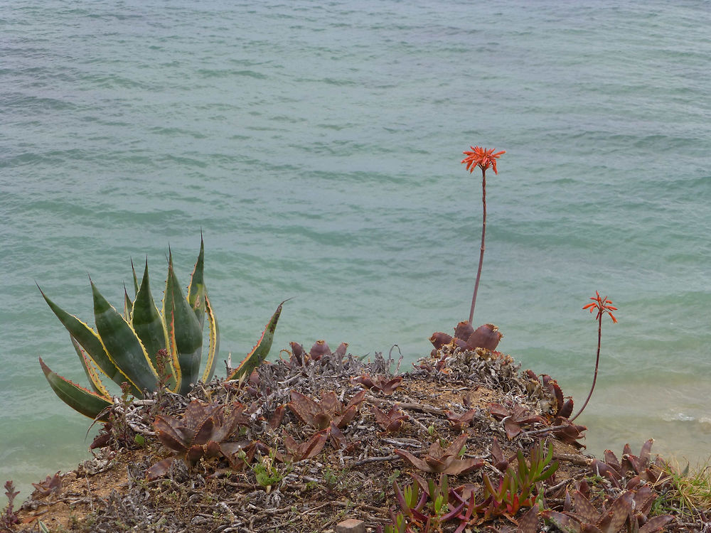 Plantes devant la mer