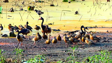 Oiseaux au Mamukala Wetlands