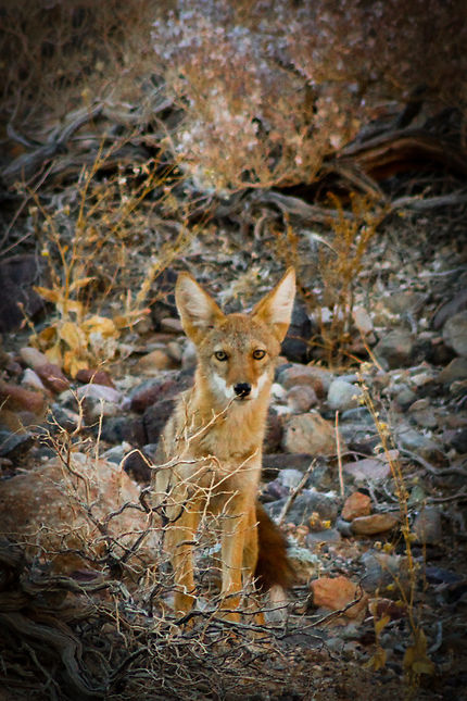 Coyote à Death Valley