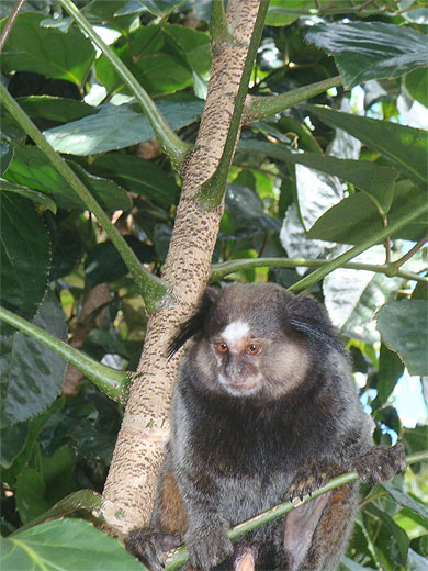 Petit singe Petit singe