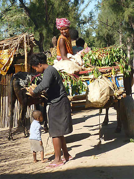 Achat de manioc devant sa maison