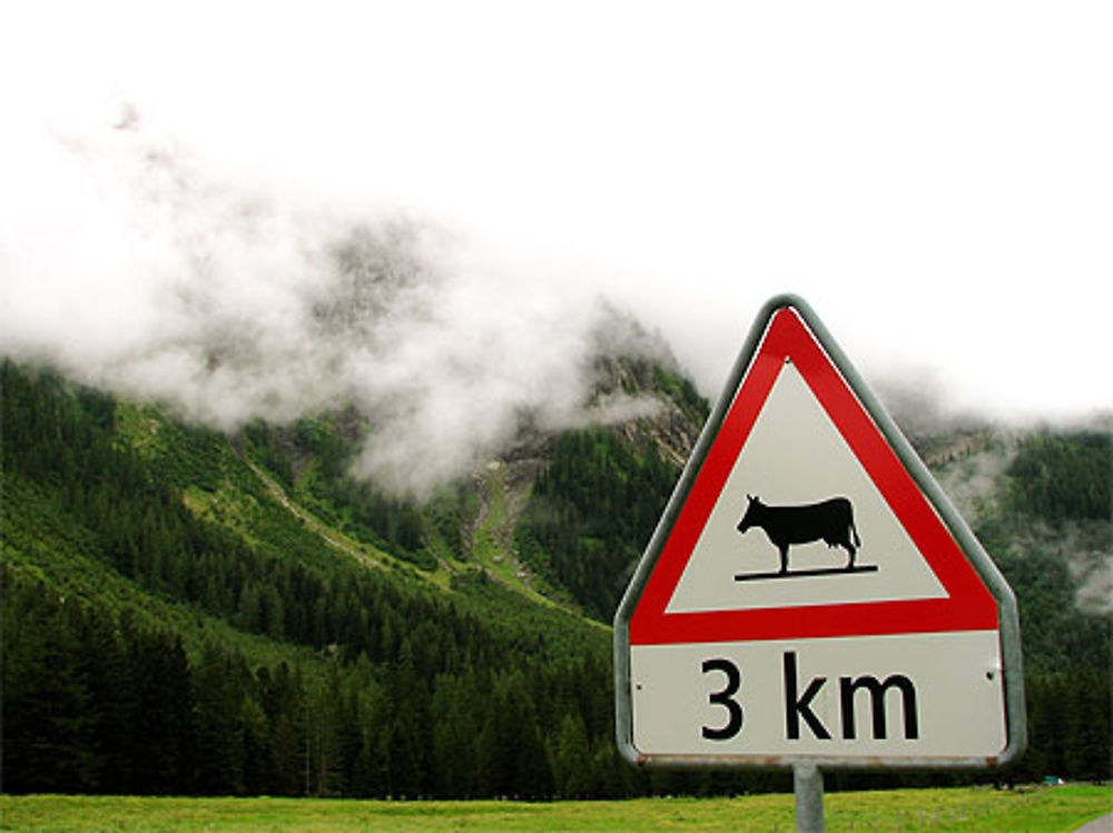 Vache dans la brume