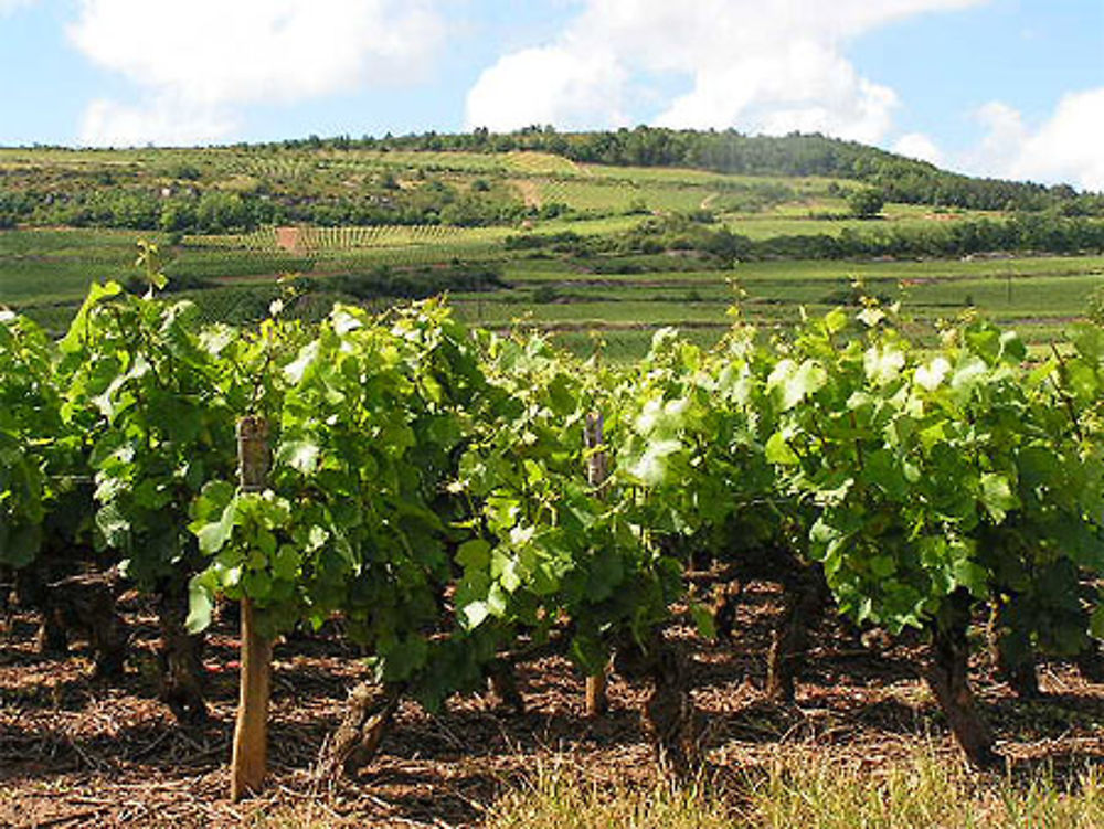 La Bourgogne selon moi ...