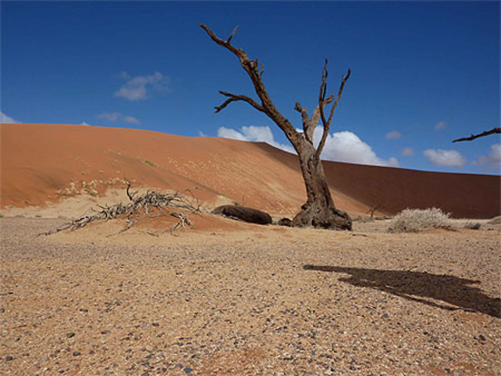 Arbre de vie