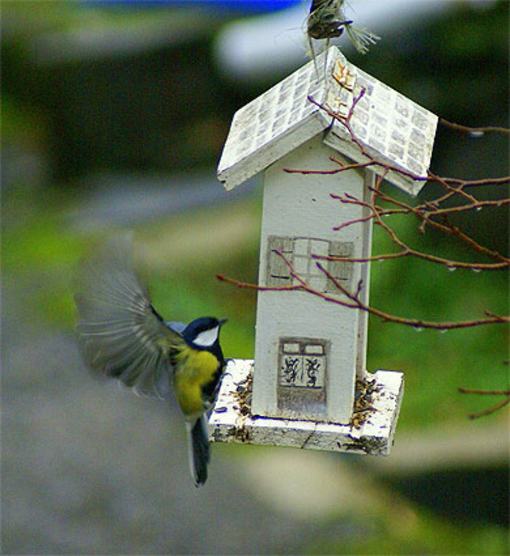 Mésange bleue