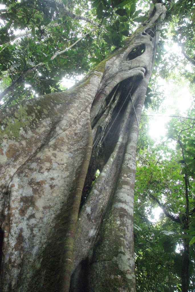 Arbre parasite, ayant fagocité un autre Arbre parasite, ayant fagocité un autre