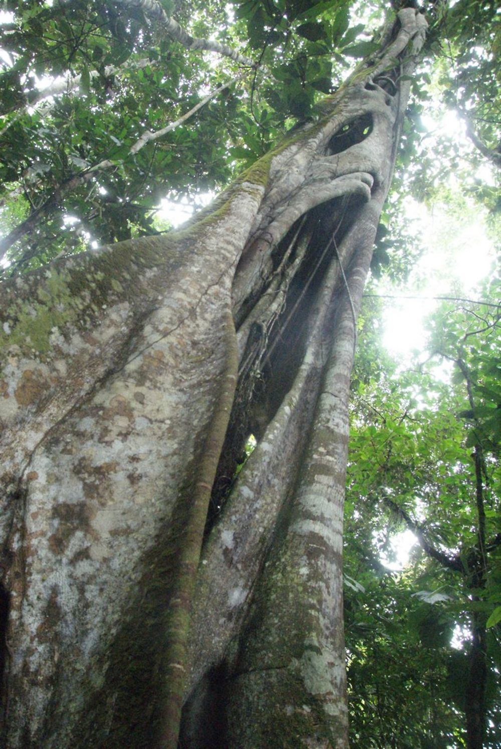 Arbre parasite, ayant fagocité un autre