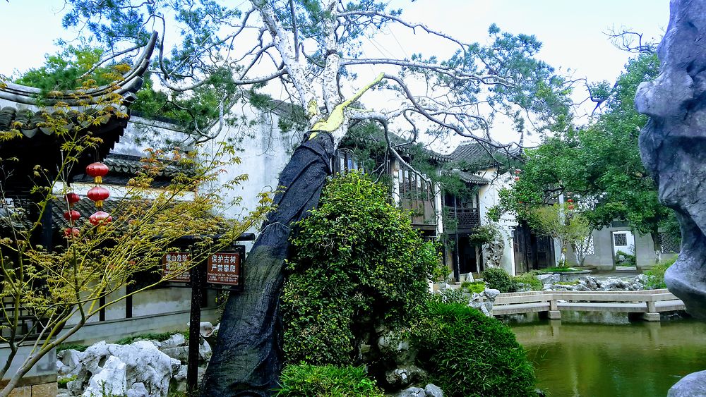 Remarquable  jardin chinois à Tongli, Chine