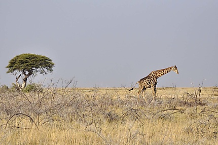 Girafe dans le parc d'Etosha