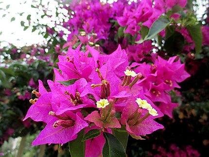 Bougainvilliers