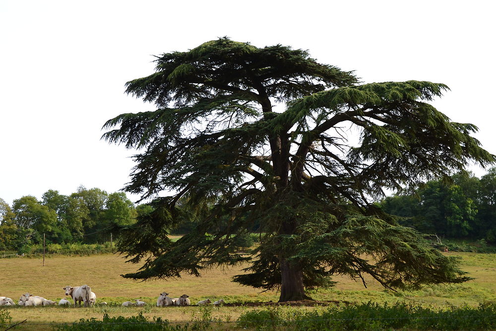 Troupeau vers Chastellux-sur-Cure