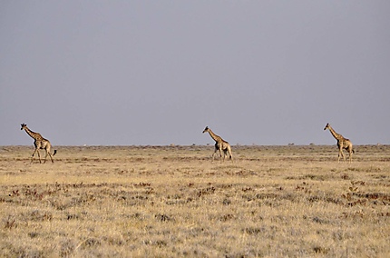 Girafes dans le parc d'Etosha