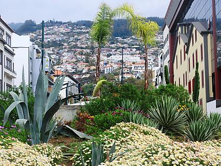 Rue à Funchal