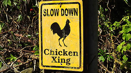 Attention traversée de poulets !