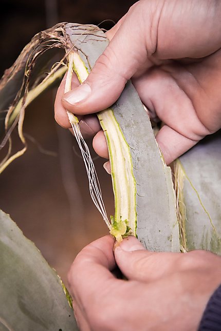 Fibres d'agave pour tissage de textiles