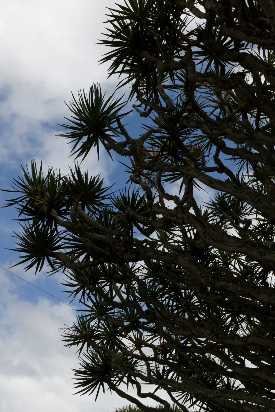 L'Arbre-Dragon L'Arbre-Dragon