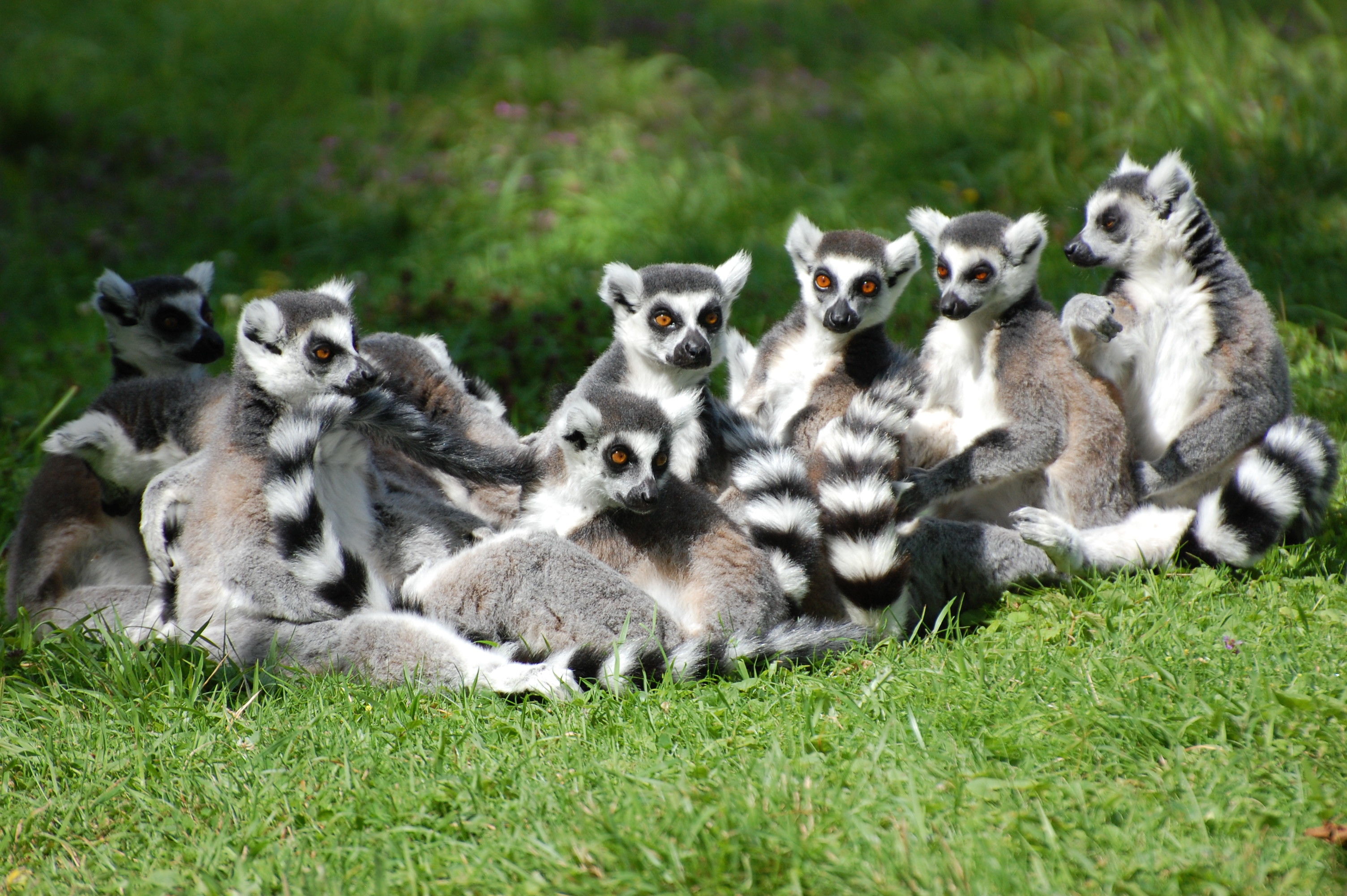Lemur's Park