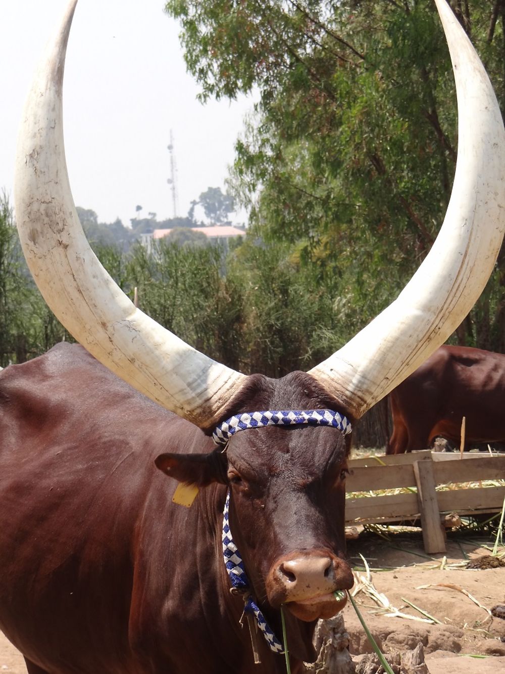 La vache Ankole