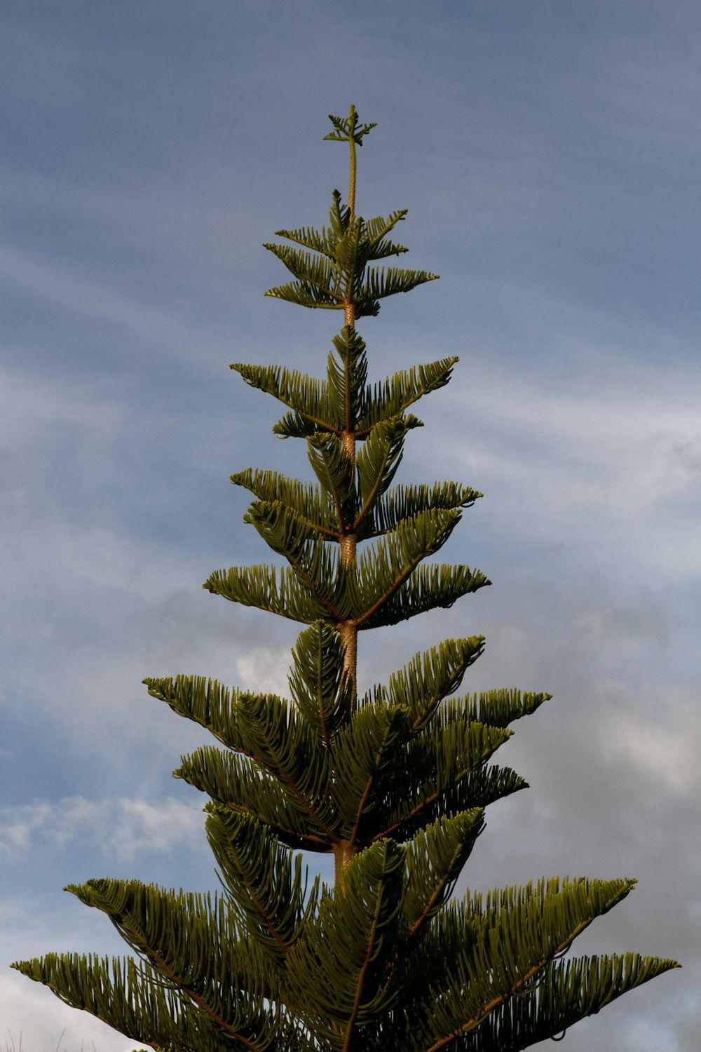 Drôle d'arbre