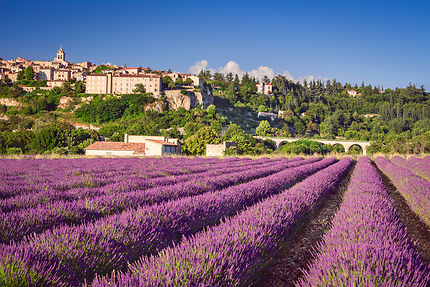 Sault : en Provence, au pays des lavandes 